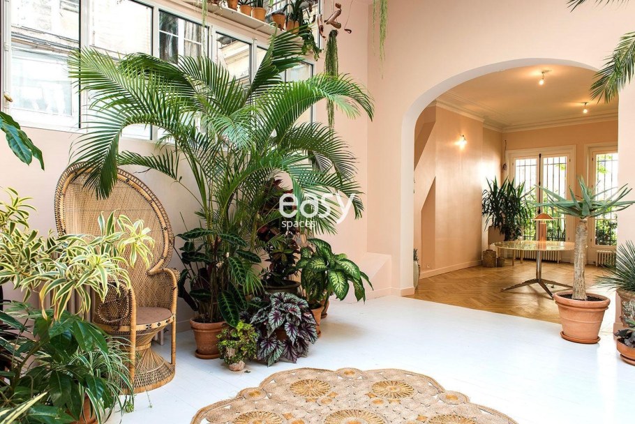 Пальмы крупномеры