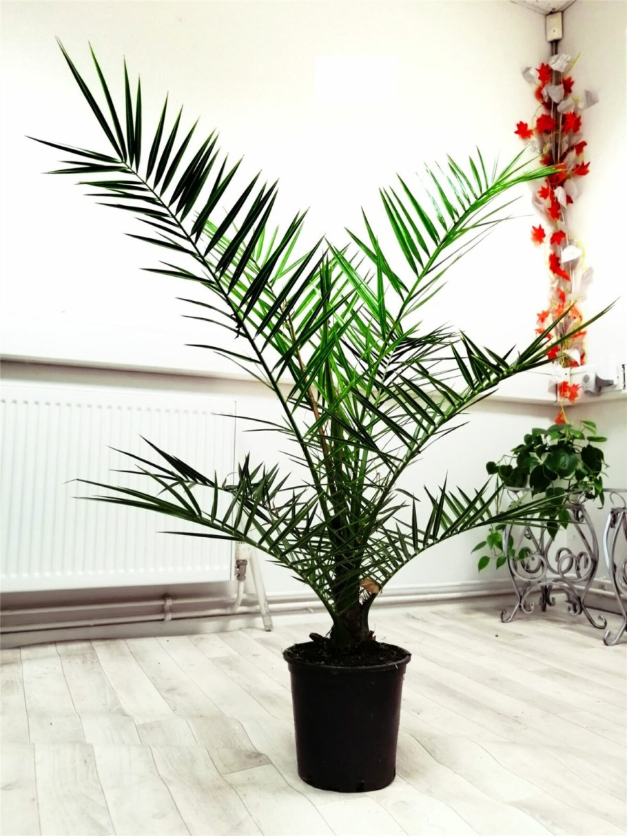 Финик Канарский в интерьере