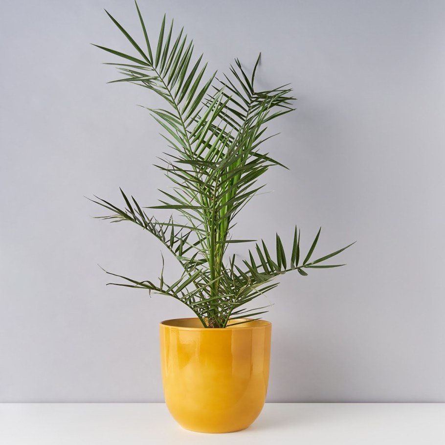 Пальма робелини