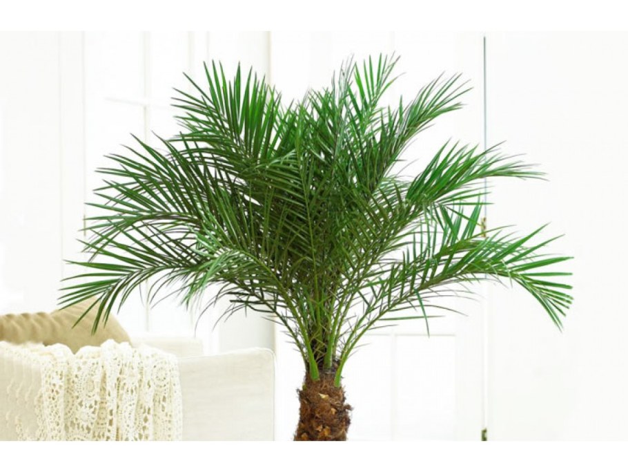 Финиковая Пальма (финик пальчатый)