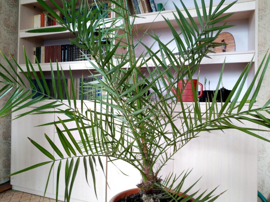 Финиковая Пальма Бутия