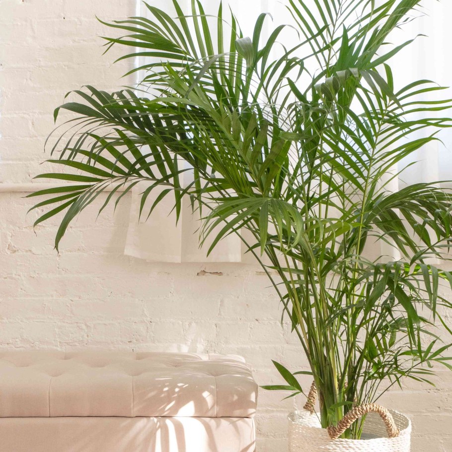 Арека Дипсис