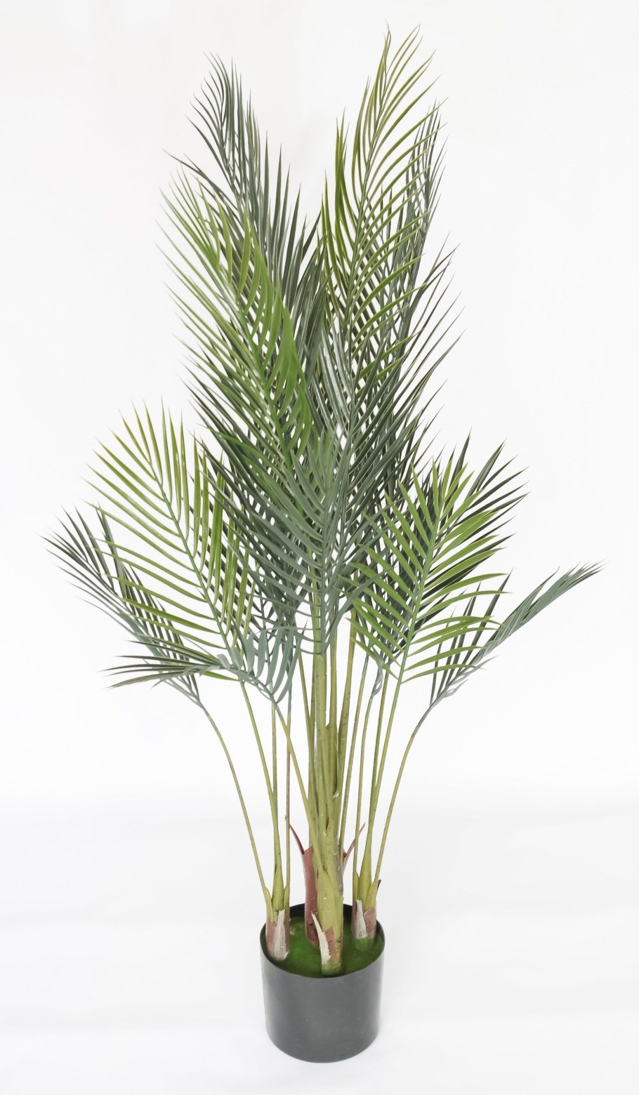 Хризалидокарпус Пальма дм 24 выс 110 -130 см