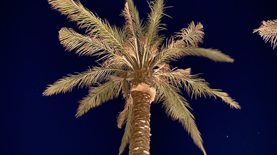 Пальмовая роща