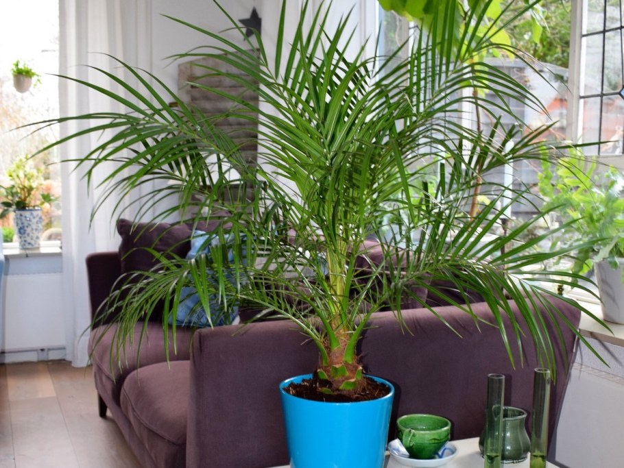 Финиковая Пальма Вайя