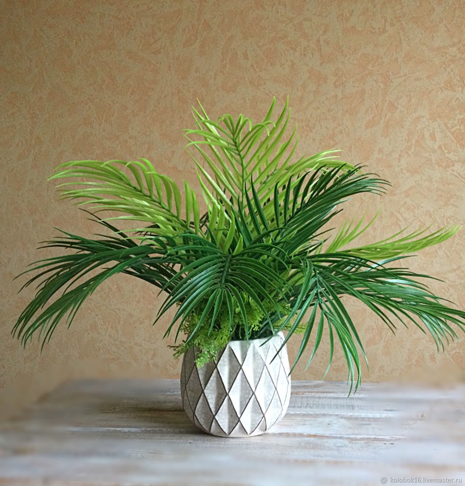 Драцена финиковая Пальма