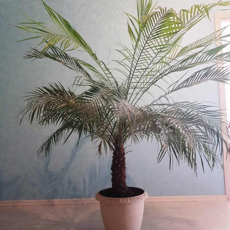 Драцена финиковая Пальма
