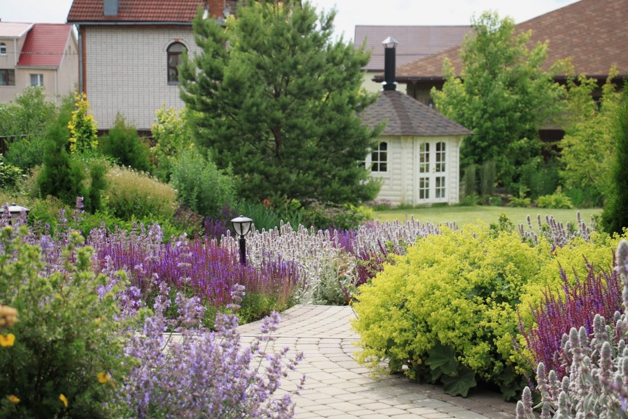 Лаванда котовник шалфей клумбы