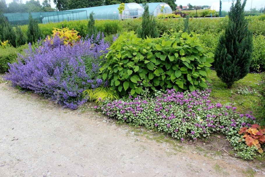 Котовник Фассена кит Кэт