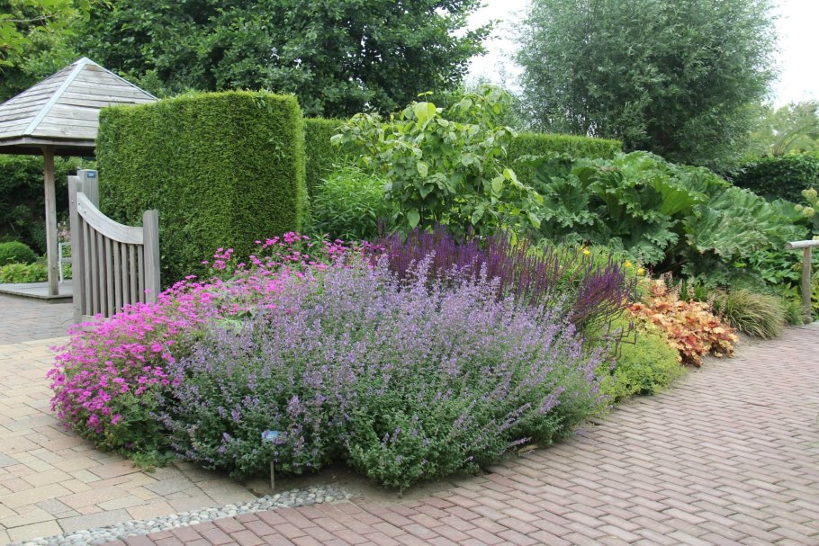 Котовник Фассена и шалфей