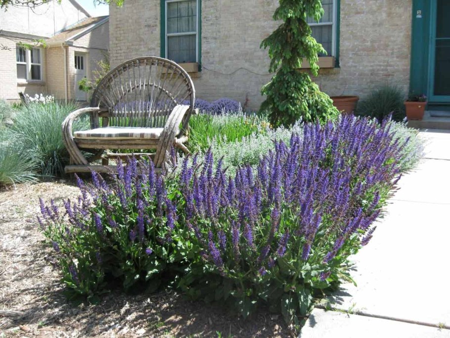 Котовник и шалфей Дубравный