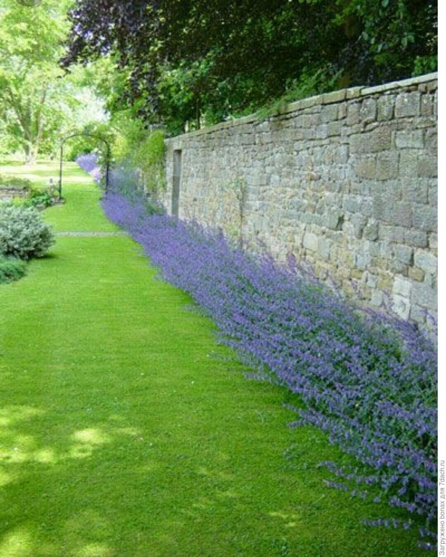 Котовник Фассена (Nepeta faassenii &#96;Kit Cat&#96;)
