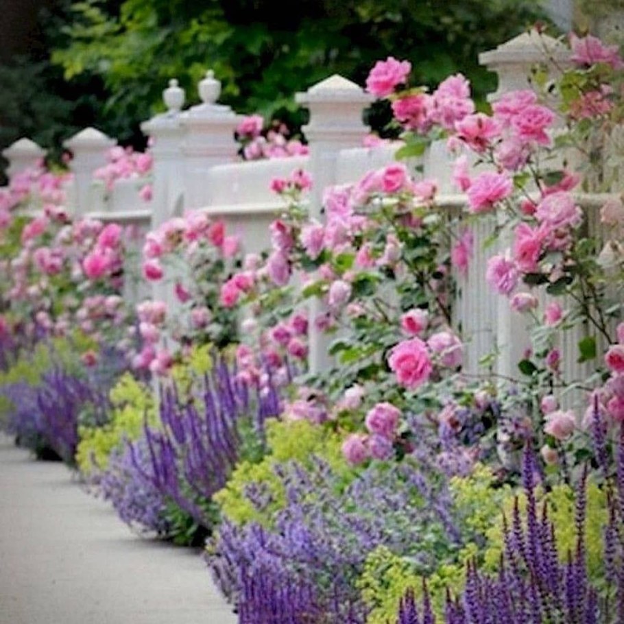 Клумбы с шалфеем и котовником