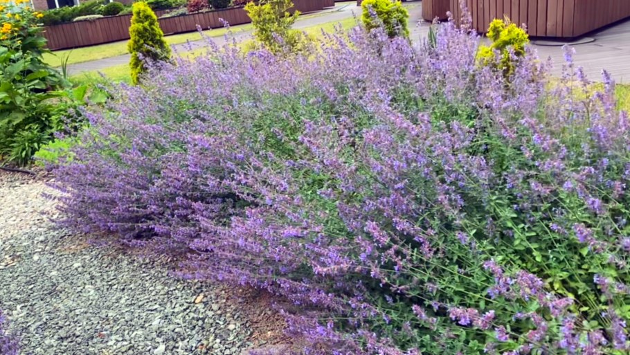 Котовник Фассена Blue Wonder