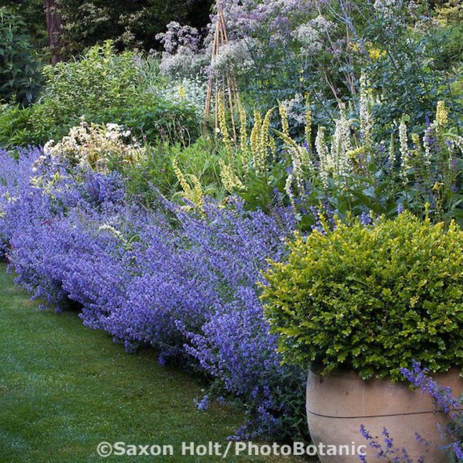 Котовник Фассена уолкерс Лоу