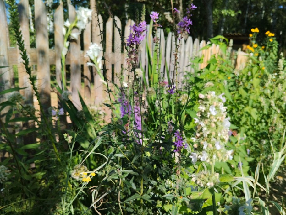 Котовник purrsian Blue