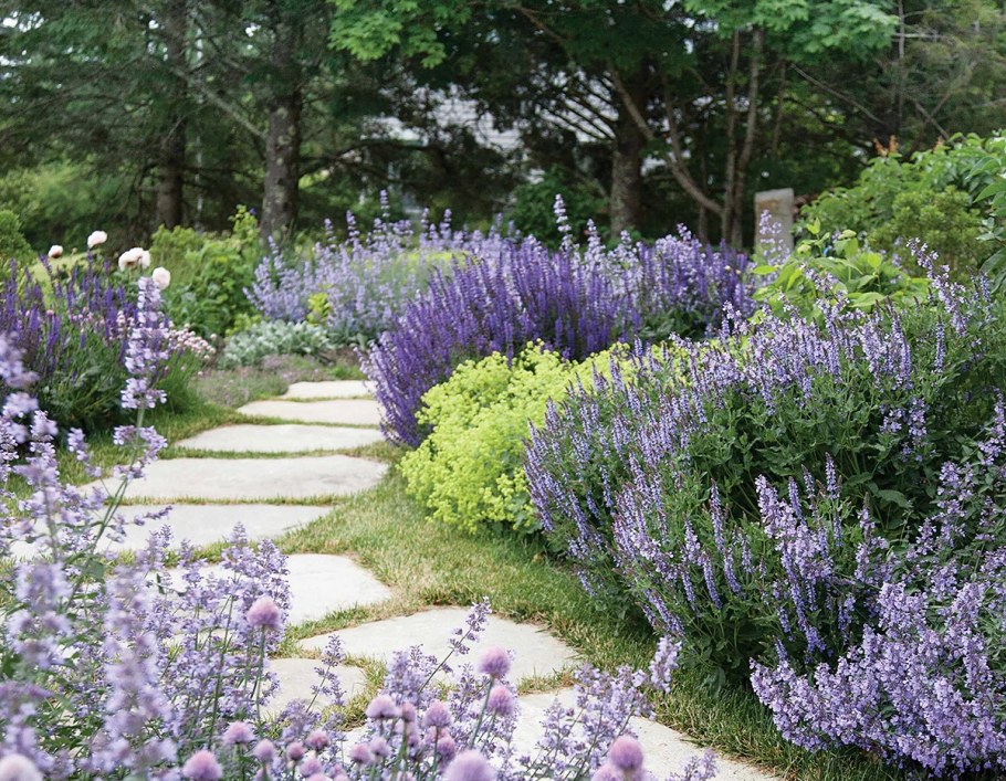 Котовник Фассена 'Kit Cat'