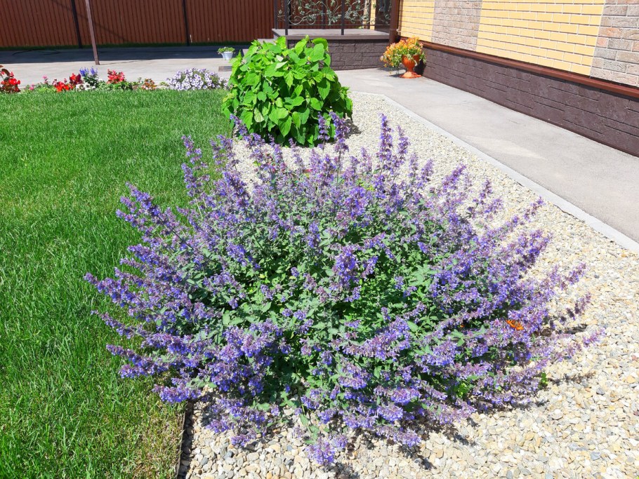 Котовник кит Кэт