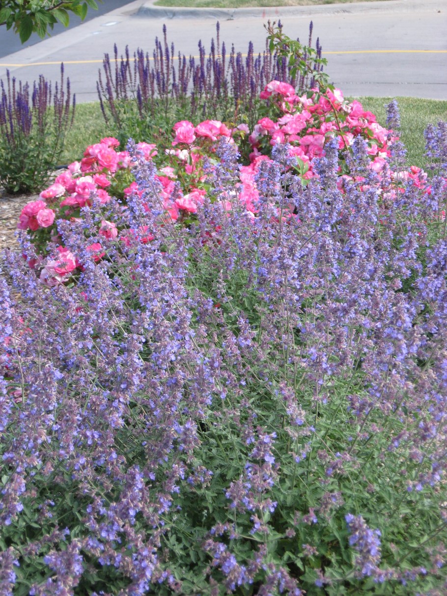 Лаванда котовник шалфей