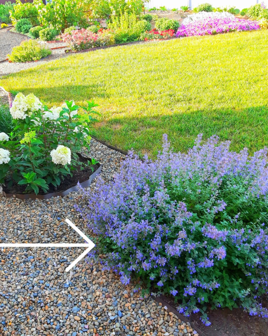 Котовник кит Кэт и спирея японская