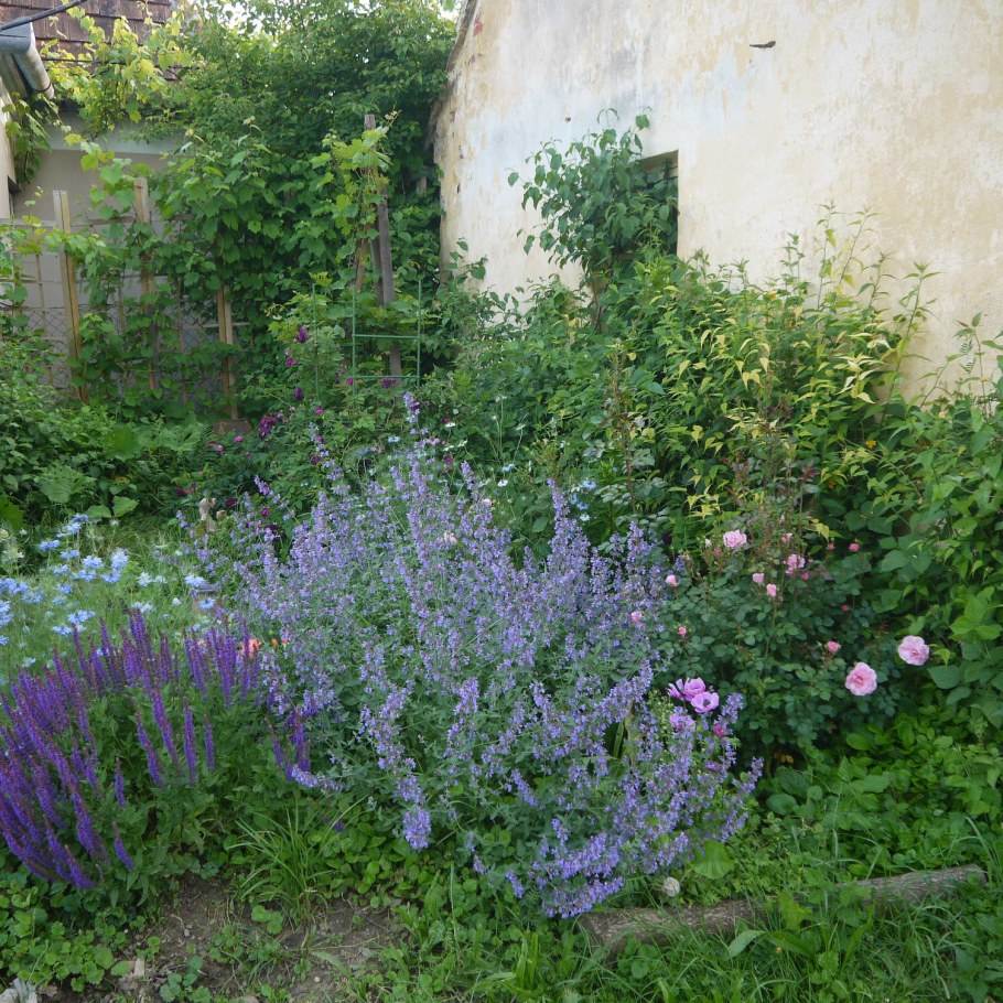 Котовник Фассена Сноуфлейк