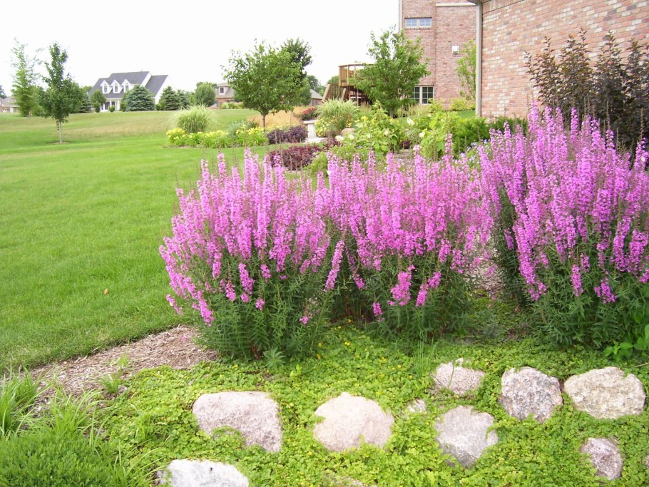 Дербенник иволистный (Lythrum salicaria &#96;Morden Pink&#96;)