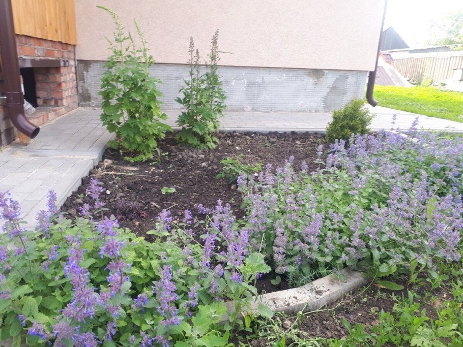 Котовник голубая пантера