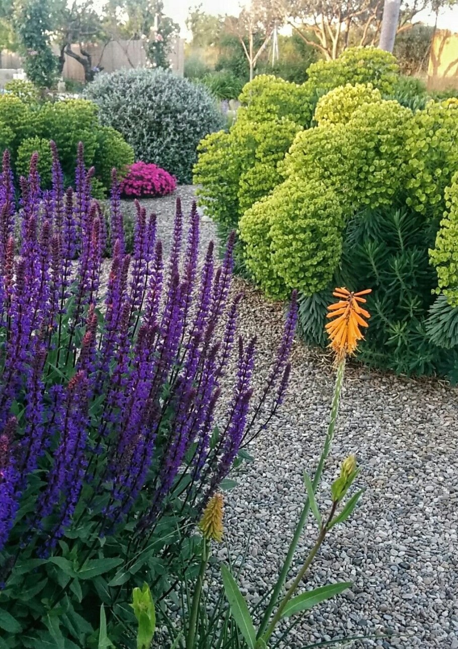 Шалфей Дубравный в ландшафтном дизайне