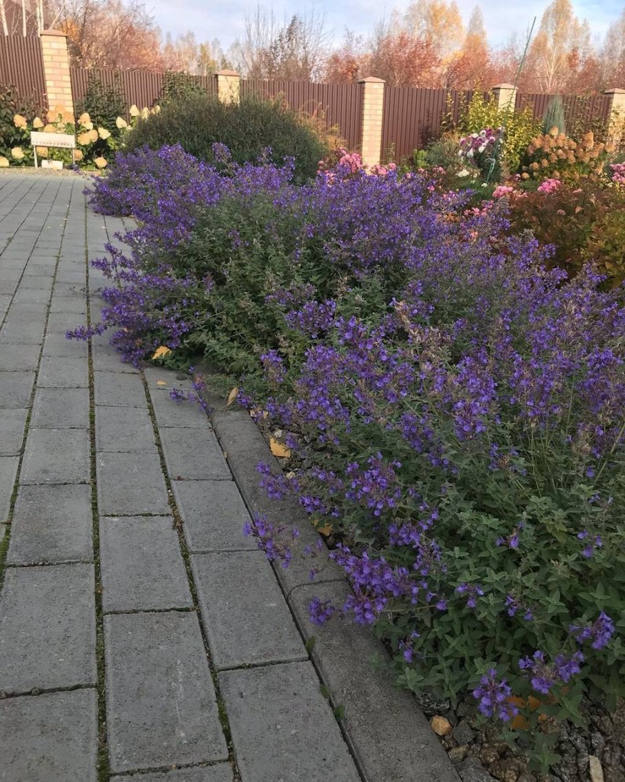 Лаванда в ландшафтном дизайне