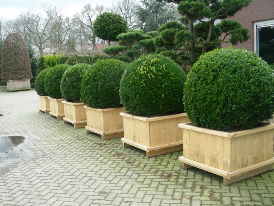 Самшит вечнозеленый Buxus sempervirens