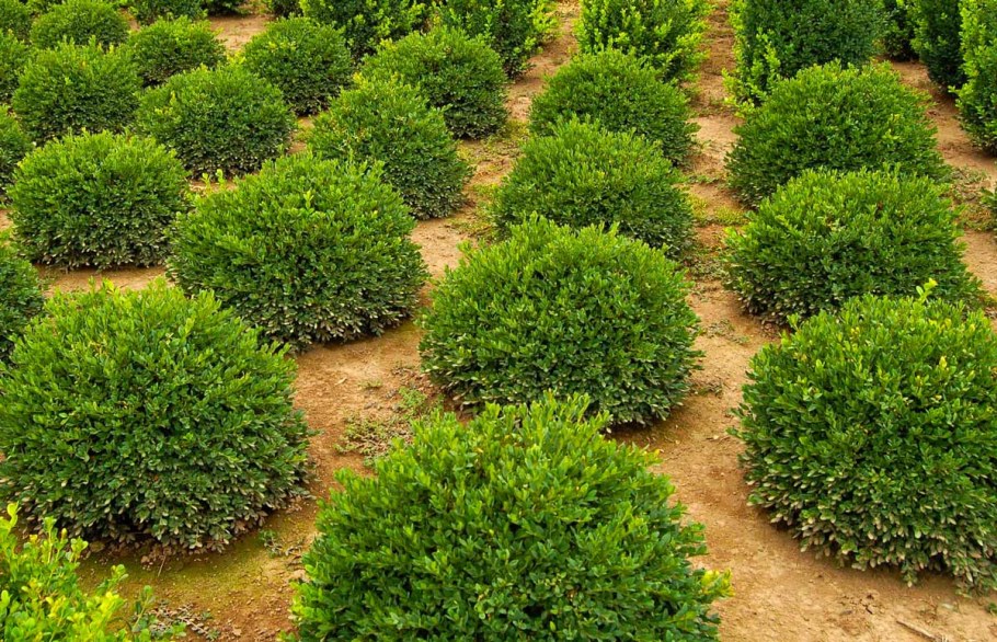 Buxus sempervirens изгородь
