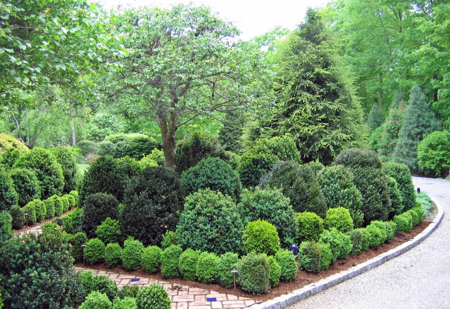 Самшит вечнозеленый карликовый