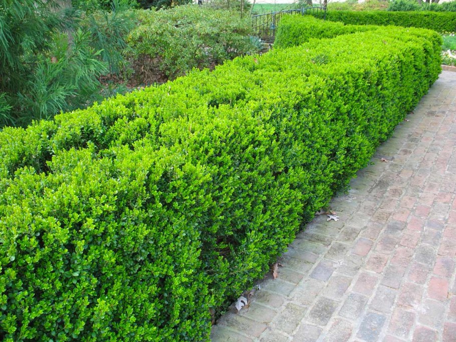Buxus sempervirens изгородь
