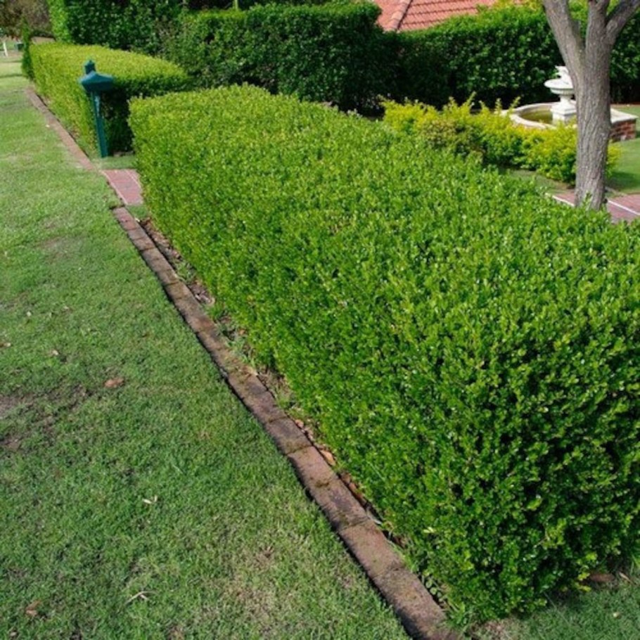 Buxus sempervirens самшит