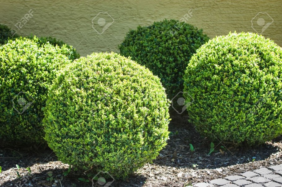 Бирючина овальнолистная