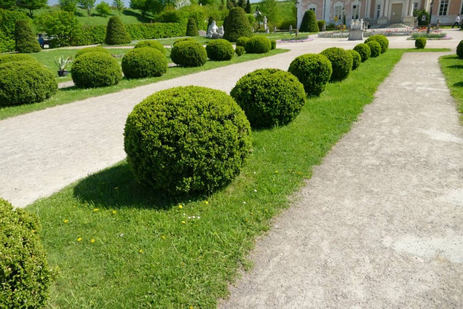 Туя Даника Ауреа