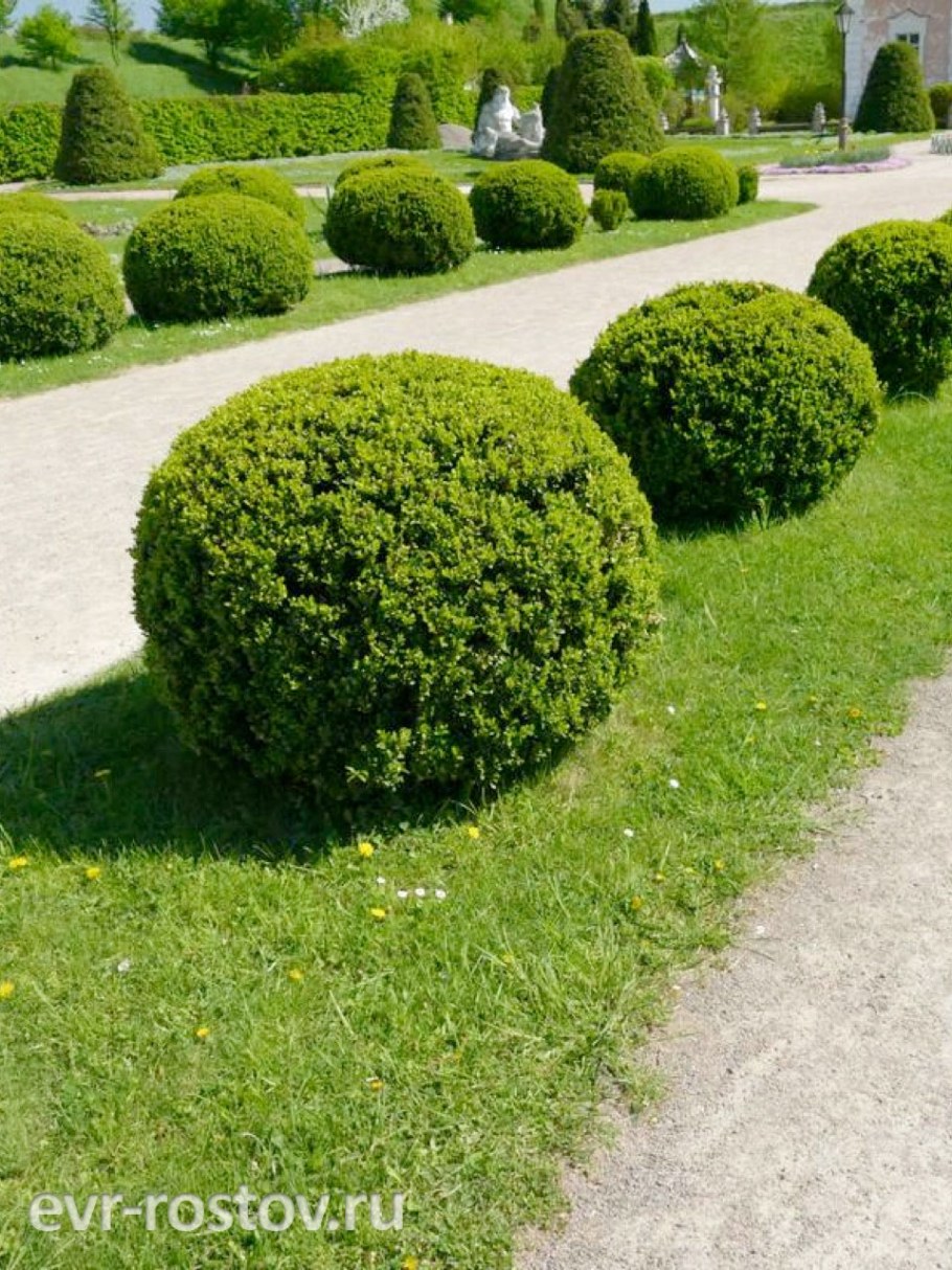 Самшит вечнозеленый шаровидный