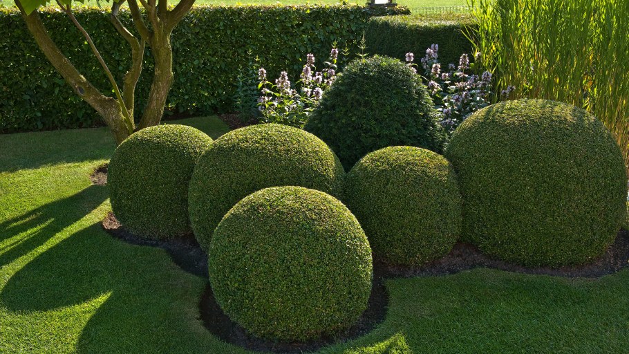 Топиарная стрижка туи Брабант