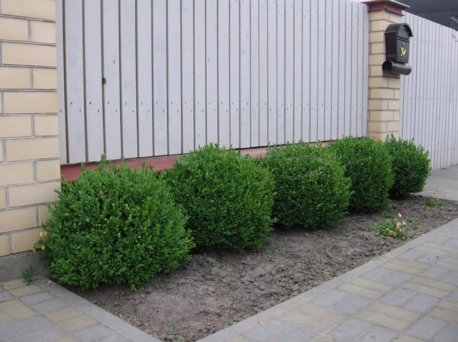Самшит и туя Живая изгородь