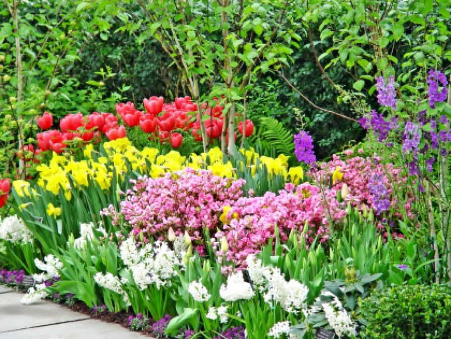 Миксбордер с ирисами