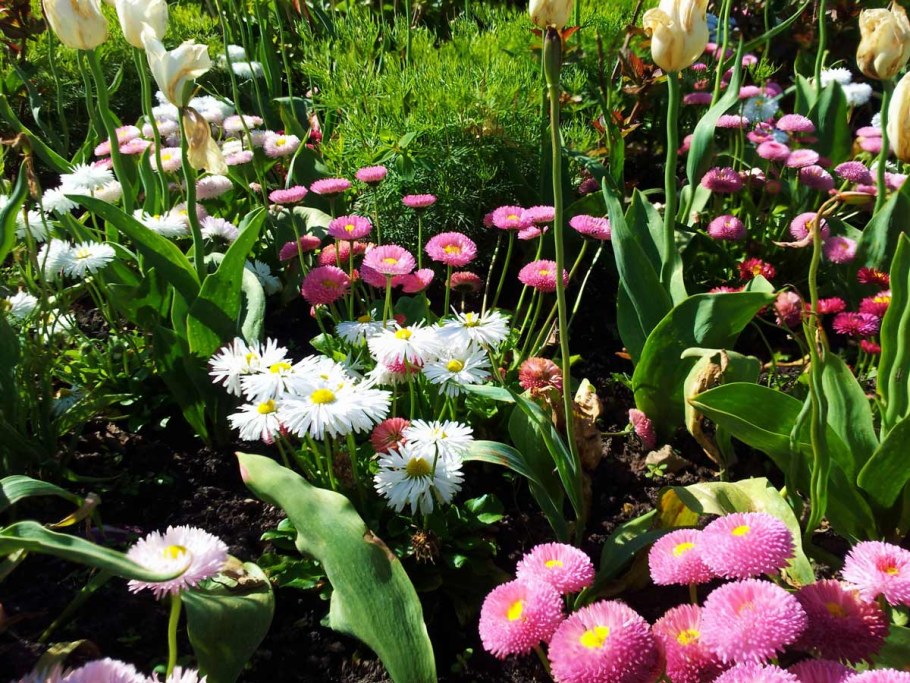 Маргаритки цветы