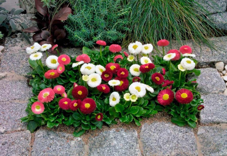 Низкорослые цветы маргаритки многолетние