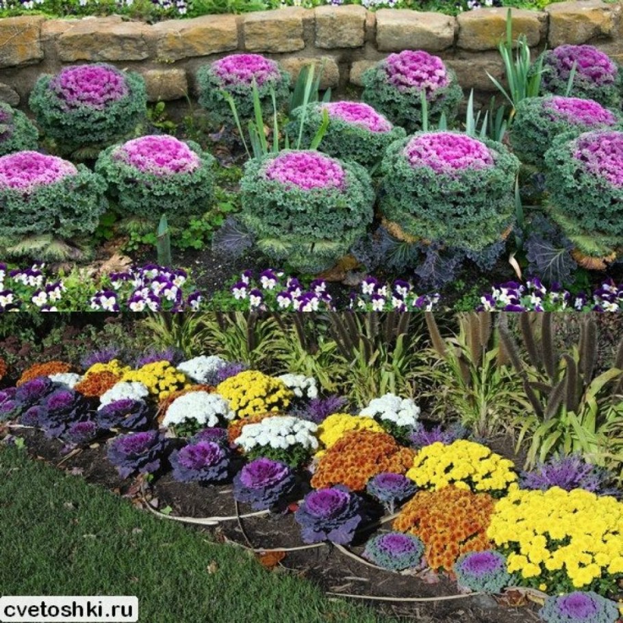 Хризантема мультифлора на клумбе
