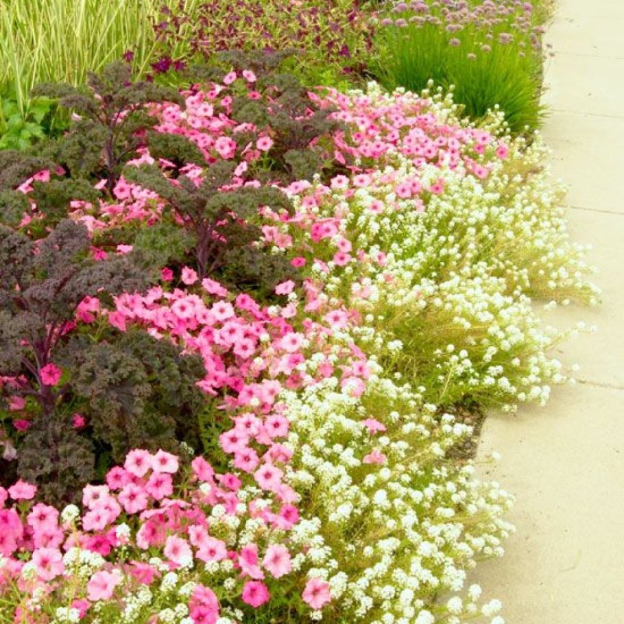 Алиссум на клумбе