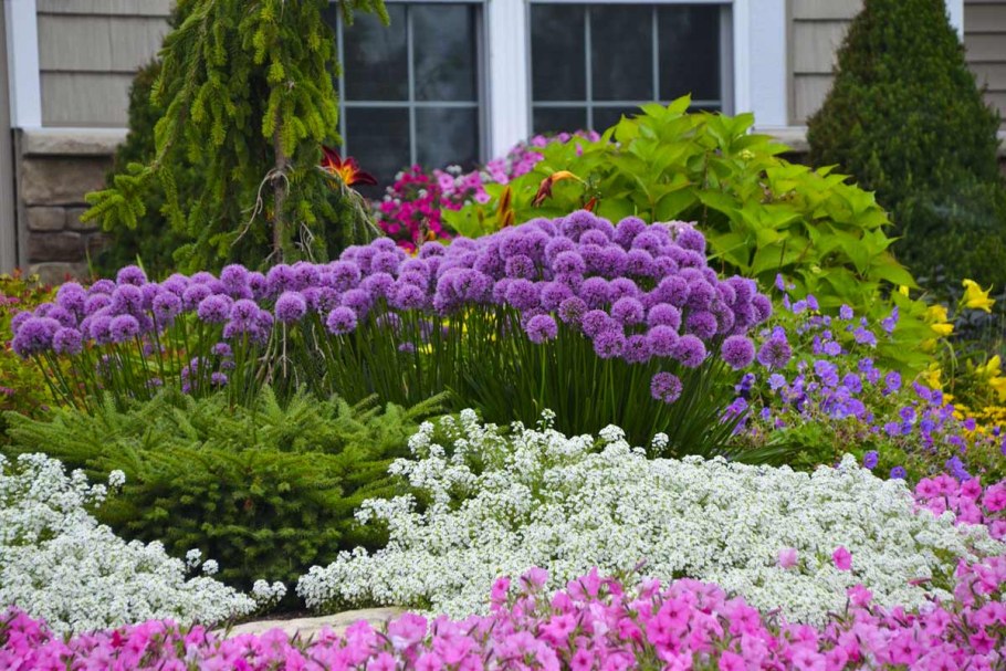 Аллиум Millennium