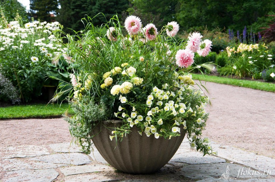 Астра карликовая в кашпо