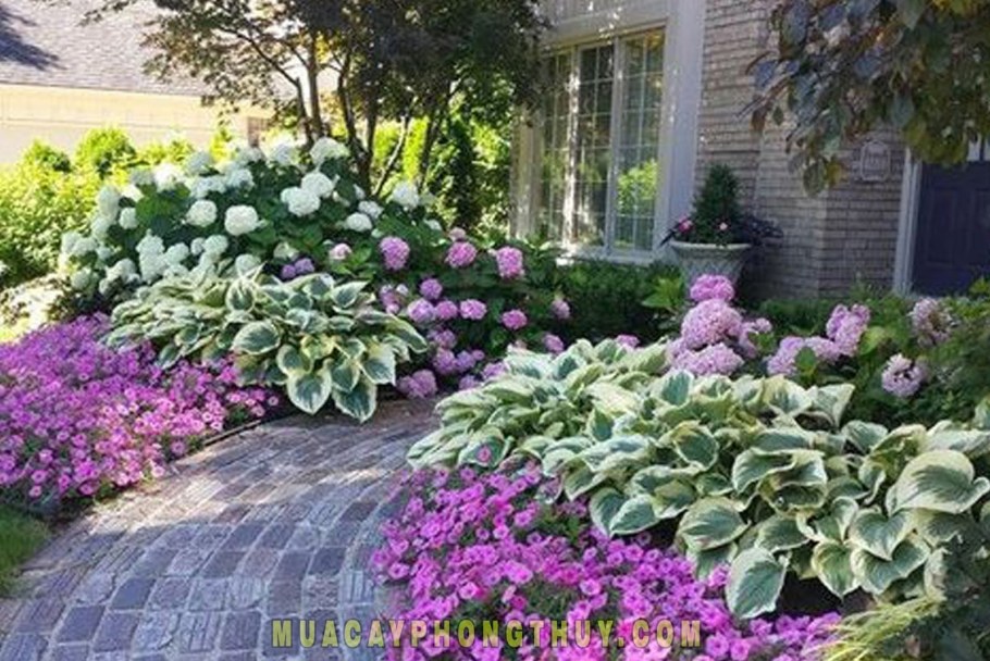 Гортензия Хоста и примула