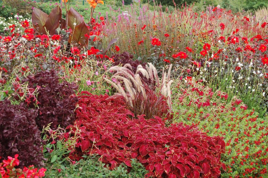 Рабатка Тунберга однолетник