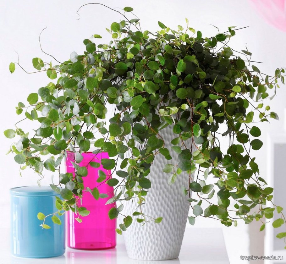 Мюленбекия спутанная