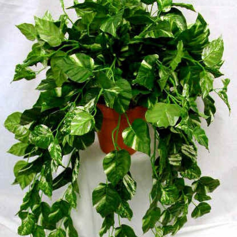 Лиана сциндапсус Эпипремнум